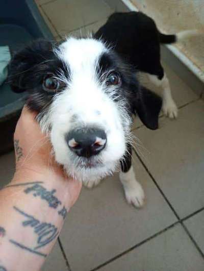 Tierschutzhunde suchen ein Zuhause-Beitrag-Bild