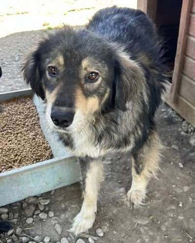 Tierschutzhunde suchen ein Zuhause-Beitrag-Bild