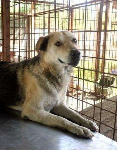 Tierschutzhunde suchen ein Zuhause-Beitrag-Bild