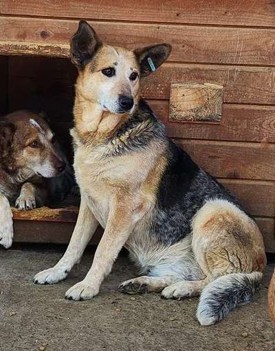 Tierschutzhunde suchen ein Zuhause-Beitrag-Bild
