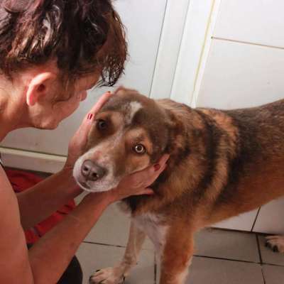 Tierschutzhunde suchen ein Zuhause-Beitrag-Bild