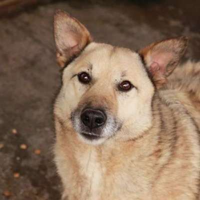 Tierschutzhunde suchen ein Zuhause-Beitrag-Bild