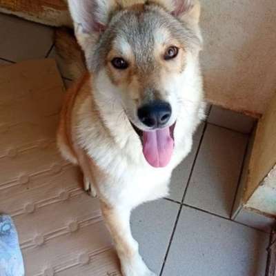 Tierschutzhunde suchen ein Zuhause-Beitrag-Bild