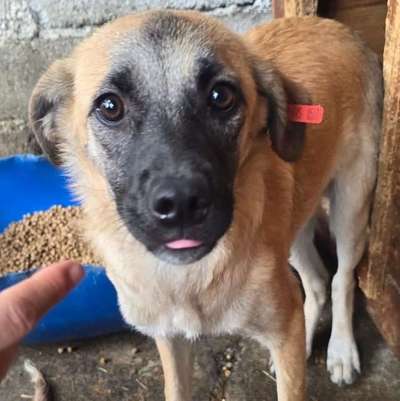 Tierschutzhunde suchen ein Zuhause-Beitrag-Bild