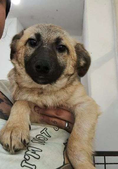 Tierschutzhunde suchen ein Zuhause-Beitrag-Bild