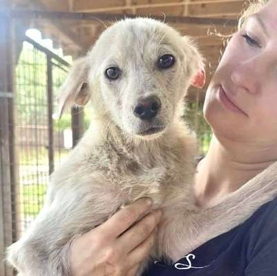 Tierschutzhunde suchen ein Zuhause-Beitrag-Bild