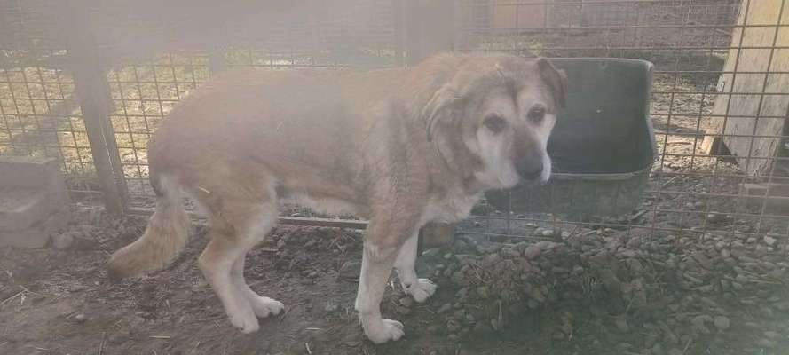 Tierschutzhunde suchen ein Zuhause-Beitrag-Bild