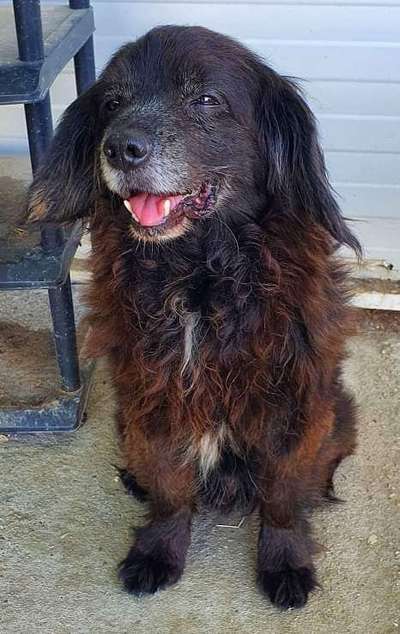 Tierschutzhunde suchen ein Zuhause-Beitrag-Bild