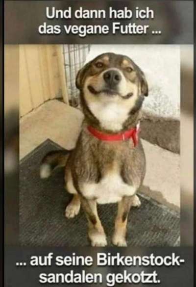 Hunde Memes-Beitrag-Bild