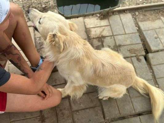 Tierschutzhunde suchen ein Zuhause-Beitrag-Bild