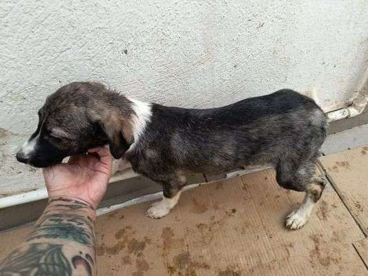 Tierschutzhunde suchen ein Zuhause-Beitrag-Bild