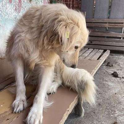 Tierschutzhunde suchen ein Zuhause-Beitrag-Bild