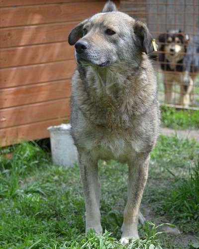 Tierschutzhunde suchen ein Zuhause-Beitrag-Bild