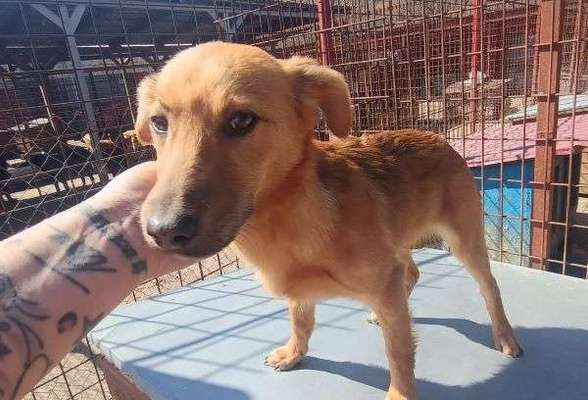 Tierschutzhunde suchen ein Zuhause-Beitrag-Bild