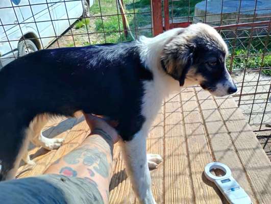 Tierschutzhunde suchen ein Zuhause-Beitrag-Bild