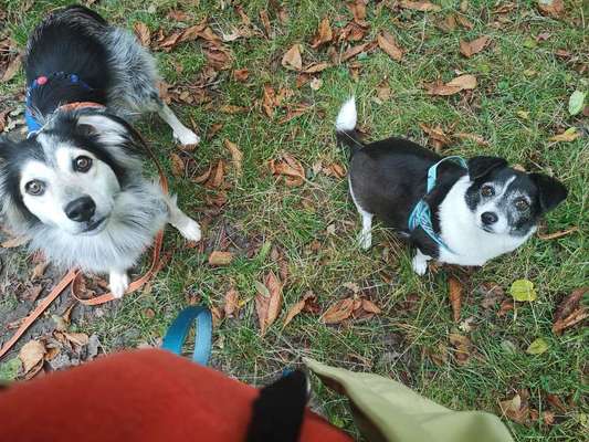 Dogorama Photo Challenge - Gegensätze-Beitrag-Bild