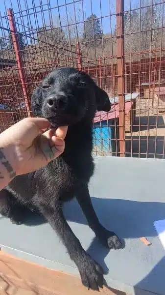 Tierschutzhunde suchen ein Zuhause-Beitrag-Bild