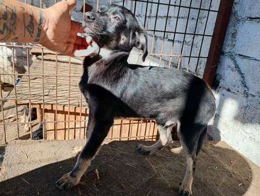 Tierschutzhunde suchen ein Zuhause-Beitrag-Bild