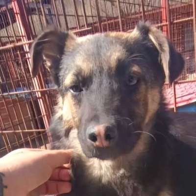 Tierschutzhunde suchen ein Zuhause-Beitrag-Bild