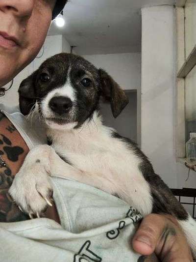 Tierschutzhunde suchen ein Zuhause-Beitrag-Bild