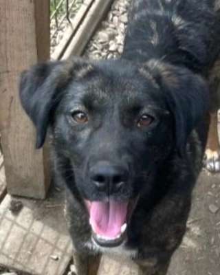 Tierschutzhunde suchen ein Zuhause-Beitrag-Bild