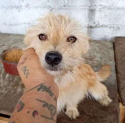 Tierschutzhunde suchen ein Zuhause-Beitrag-Bild