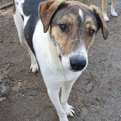 Tierschutzhunde suchen ein Zuhause-Beitrag-Bild