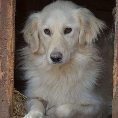 Tierschutzhunde suchen ein Zuhause-Beitrag-Bild