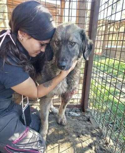 Tierschutzhunde suchen ein Zuhause-Beitrag-Bild