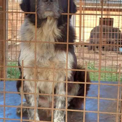 Tierschutzhunde suchen ein Zuhause-Beitrag-Bild