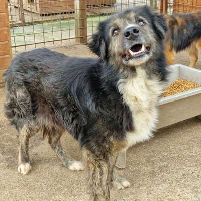 Tierschutzhunde suchen ein Zuhause-Beitrag-Bild