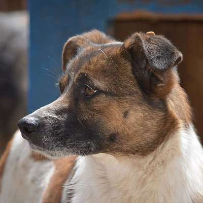 Tierschutzhunde suchen ein Zuhause-Beitrag-Bild