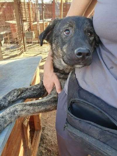 Tierschutzhunde suchen ein Zuhause-Beitrag-Bild