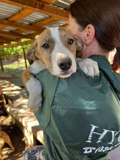 Tierschutzhunde suchen ein Zuhause-Beitrag-Bild