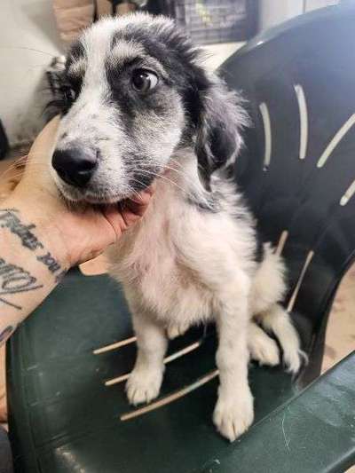 Tierschutzhunde suchen ein Zuhause-Beitrag-Bild