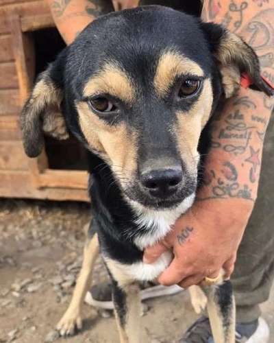 Tierschutzhunde suchen ein Zuhause-Beitrag-Bild