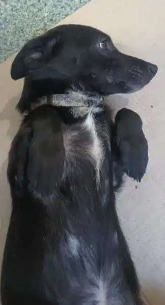 Tierschutzhunde suchen ein Zuhause-Beitrag-Bild