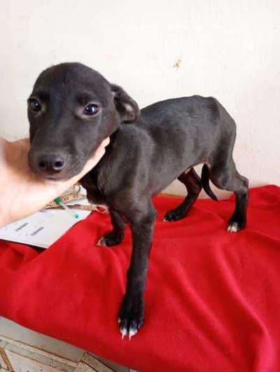 Tierschutzhunde suchen ein Zuhause-Beitrag-Bild