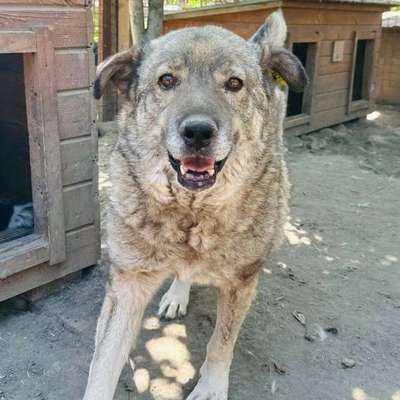 Tierschutzhunde suchen ein Zuhause-Beitrag-Bild