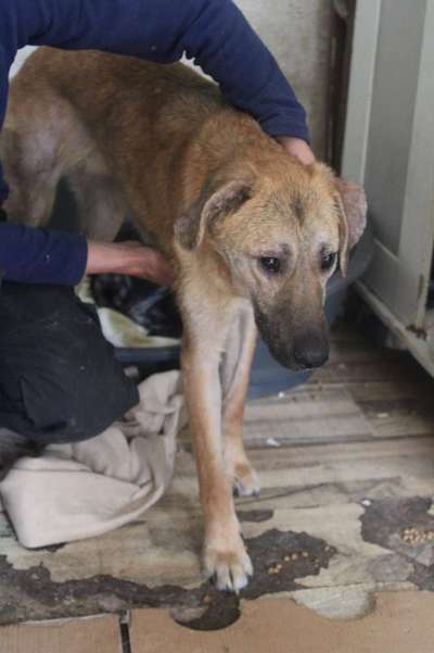 Tierschutzhunde suchen ein Zuhause-Beitrag-Bild