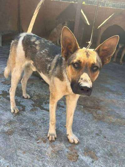 Tierschutzhunde suchen ein Zuhause-Beitrag-Bild