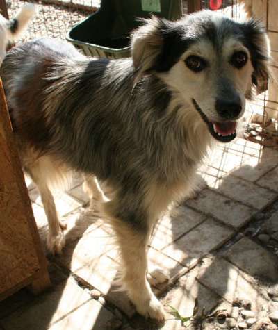 Mischlingshunde Foto Aufruf-Beitrag-Bild