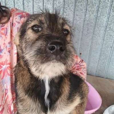 Tierschutzhunde suchen ein Zuhause-Beitrag-Bild