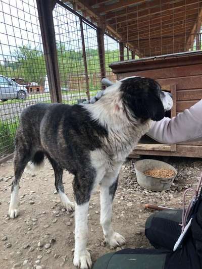 Tierschutzhunde suchen ein Zuhause-Beitrag-Bild