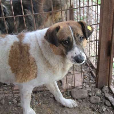 Tierschutzhunde suchen ein Zuhause-Beitrag-Bild