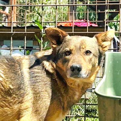 Tierschutzhunde suchen ein Zuhause-Beitrag-Bild
