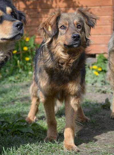 Tierschutzhunde suchen ein Zuhause-Beitrag-Bild