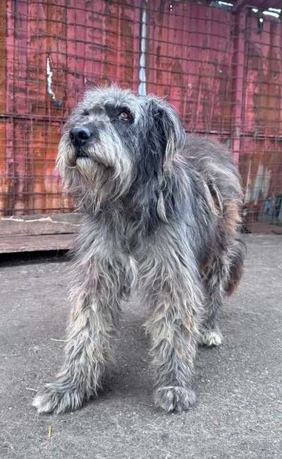 Tierschutzhunde suchen ein Zuhause-Beitrag-Bild