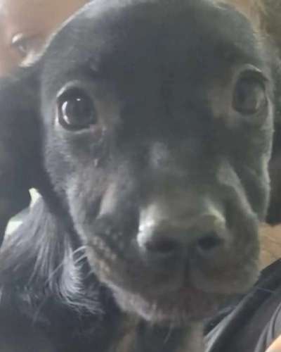 Tierschutzhunde suchen ein Zuhause-Beitrag-Bild