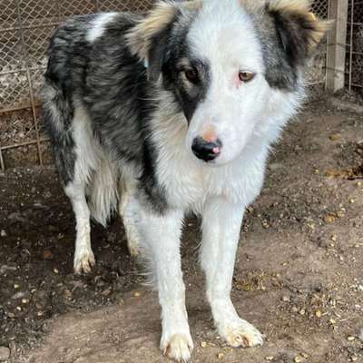 Tierschutzhunde suchen ein Zuhause-Beitrag-Bild